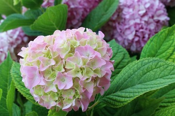 pink hydrangea flower in garden