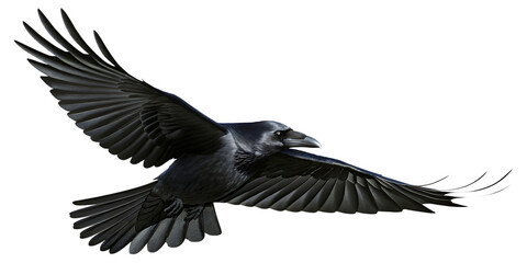 Obraz premium Raven flying wings spread isolated on a transparent background
