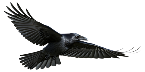 Raven flying wings spread isolated on a transparent background