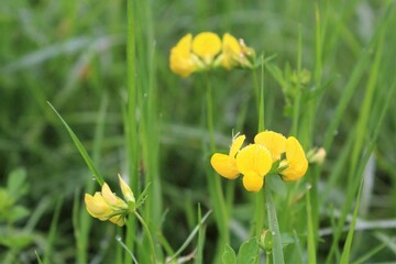 yellow meadow flowers in the grass, blurred green natural background with yellow wildflowers