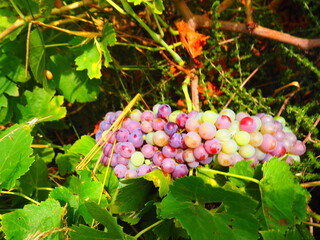 Cluster of ripe red grapes among green leaves in vineyard, soft focus summer countryside scene