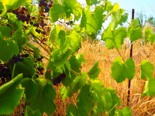 Cluster of ripe red grapes among green leaves in vineyard, soft focus summer countryside scene