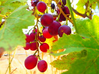 Cluster of ripe red grapes among green leaves in vineyard, soft focus summer countryside scene