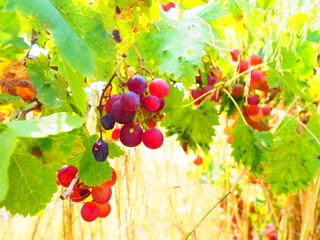 Cluster of ripe red grapes among green leaves in vineyard, soft focus summer countryside scene