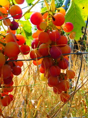 Cluster of ripe red grapes among green leaves in vineyard, soft focus summer countryside scene