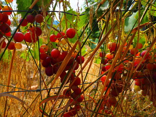 Cluster of ripe red grapes among green leaves in vineyard, soft focus summer countryside scene