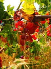Cluster of ripe red grapes among green leaves in vineyard, soft focus summer countryside scene