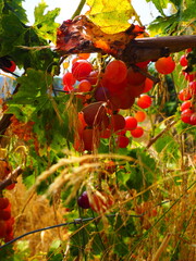 Cluster of ripe red grapes among green leaves in vineyard, soft focus summer countryside scene