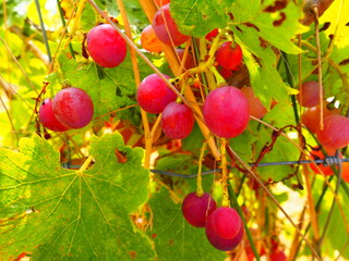 Cluster of ripe red grapes among green leaves in vineyard, soft focus summer countryside scene