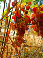 Cluster of ripe red grapes among green leaves in vineyard, soft focus summer countryside scene