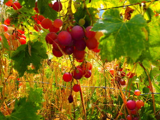Cluster of ripe red grapes among green leaves in vineyard, soft focus summer countryside scene