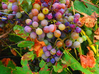 Cluster of ripe red grapes among green leaves in vineyard, soft focus summer countryside scene
