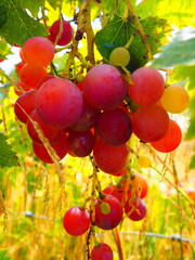 Cluster of ripe red grapes among green leaves in vineyard, soft focus summer countryside scene