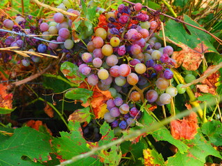 Cluster of ripe red grapes among green leaves in vineyard, soft focus summer countryside scene