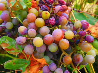 Cluster of ripe red grapes among green leaves in vineyard, soft focus summer countryside scene