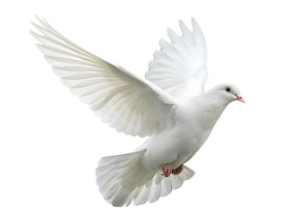 White dove flying isolated on white background.PNG