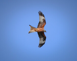 Red Kite in Flight Against Clear Blue Sky