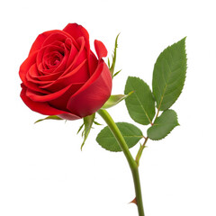 Single red rose with green leaves on a white background