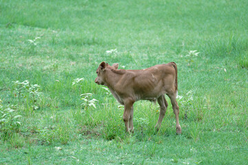 Baby cow trotting across a grassy field
