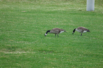 geese in grass