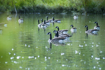 canada goose family