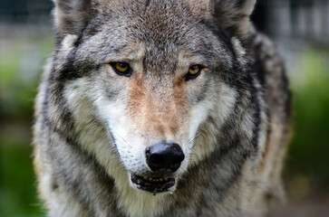gray wolf portrait