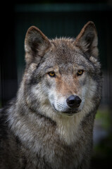 gray wolf portrait