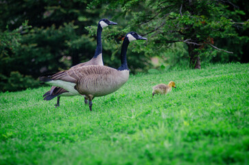 canada goose on the grass