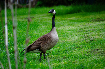 canadian goose in the park
