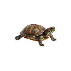Fototapeta premium Cute tortoise wearing a party hat isolated on white background for funny animal and celebration concepts