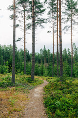 Swedish Forests – Lush Scandinavian Wilderness