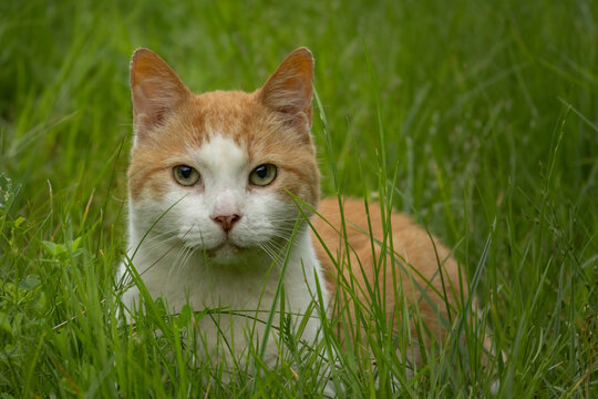 Pet. Cat on the background of grass.