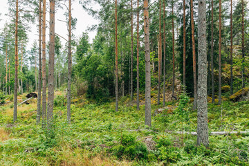 Swedish Forests – Lush Scandinavian Wilderness