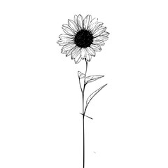 A single sunflower with detailed petals and leaves in black and white line art on a white background