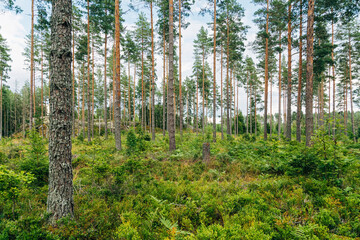 Swedish Forests – Lush Scandinavian Wilderness