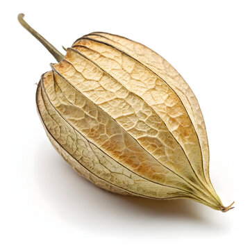 A single dried pointed gourd placed on a white background, ideal for culinary, herbal,