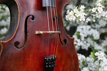Red cello in white flowers © David
