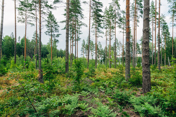 Obraz premium Swedish Forests – Lush Scandinavian Wilderness