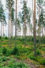 Obraz premium Swedish Forests – Lush Scandinavian Wilderness
