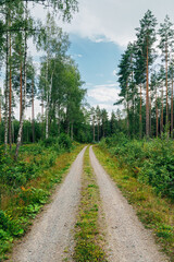 Swedish Forests – Lush Scandinavian Wilderness