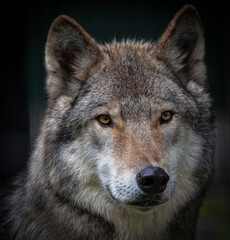 gray wolf portrait