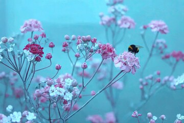 Delicate pink and white flowers with a bee.