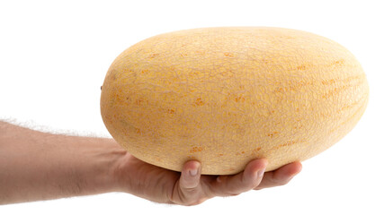 Large yellow melon being held in hand against white background during harvest season