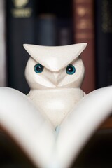 Close-Up of Ceramic Owl Statue with Open Book in a Library Setting