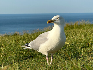 Seagull close-up on the sea coast