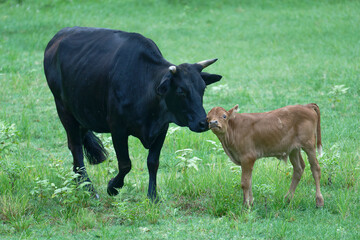 Young calf running on a green meadow