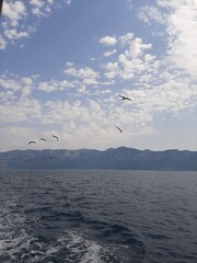 seagull flying over the sea