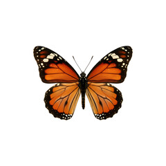 Fototapeta premium Beautiful monarch butterfly insect with orange wings isolated on white background, nature wildlife illustration