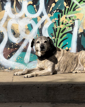 Dog in Valparaiso, Chiles colorful port city, bursts with street art, steep hills, and Pacific charman artistic gem by the sea. Valparaso Chile Chili