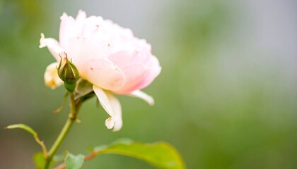 Obraz premium Delicate pink rose in garden setting